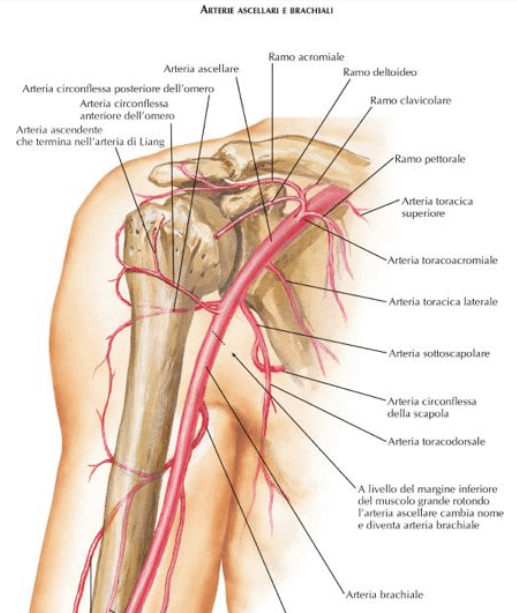 Schema delle arterie ascellari e brachiali